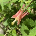 Pollinator Kit (Shade)