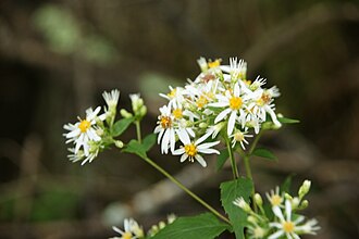 Pollinator Kit (Shade) - Image 6