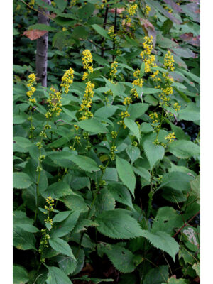 Pollinator Kit (Shade) - Image 6