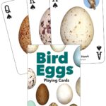 Bird's Eggs playing cards