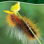Caterpillars of North America - Quick Guide
