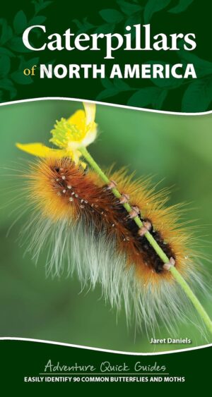 Caterpillars of North America - Quick Guide