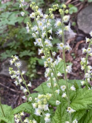 Bishop's Cap (Mitella diphylla)