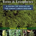 Michigan Ferns and Lycophytes