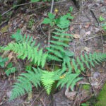Marginal Wood Fern (Dryopteris marginalis)
