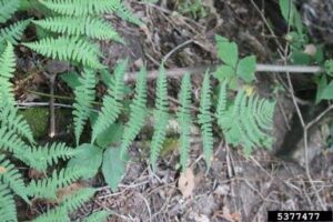 Marginal Wood Fern (Dryopteris marginalis) - Image 4