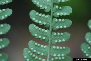Marginal Wood Fern (Dryopteris marginalis) - Image 3