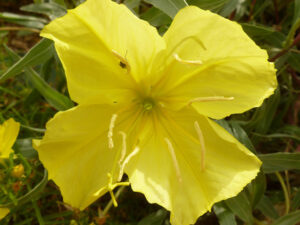 Pollinator Kit (Sun) - Image 6