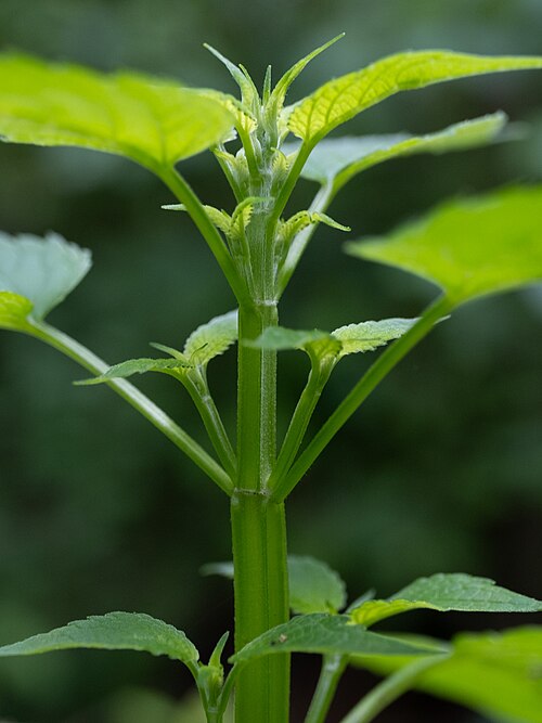 Yellow Giant Hyssop (Agastache nepetoides) - Image 4