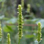 Yellow Giant Hyssop (Agastache nepetoides)