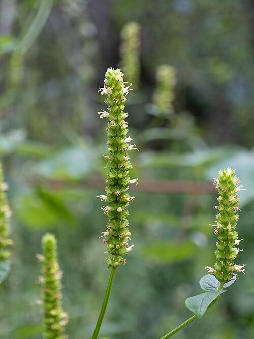 Yellow Giant Hyssop (Agastache nepetoides)