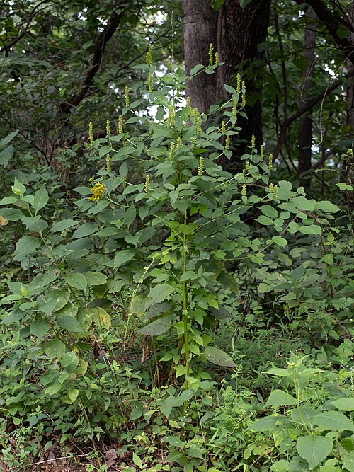 Yellow Giant Hyssop (Agastache nepetoides) - Image 2