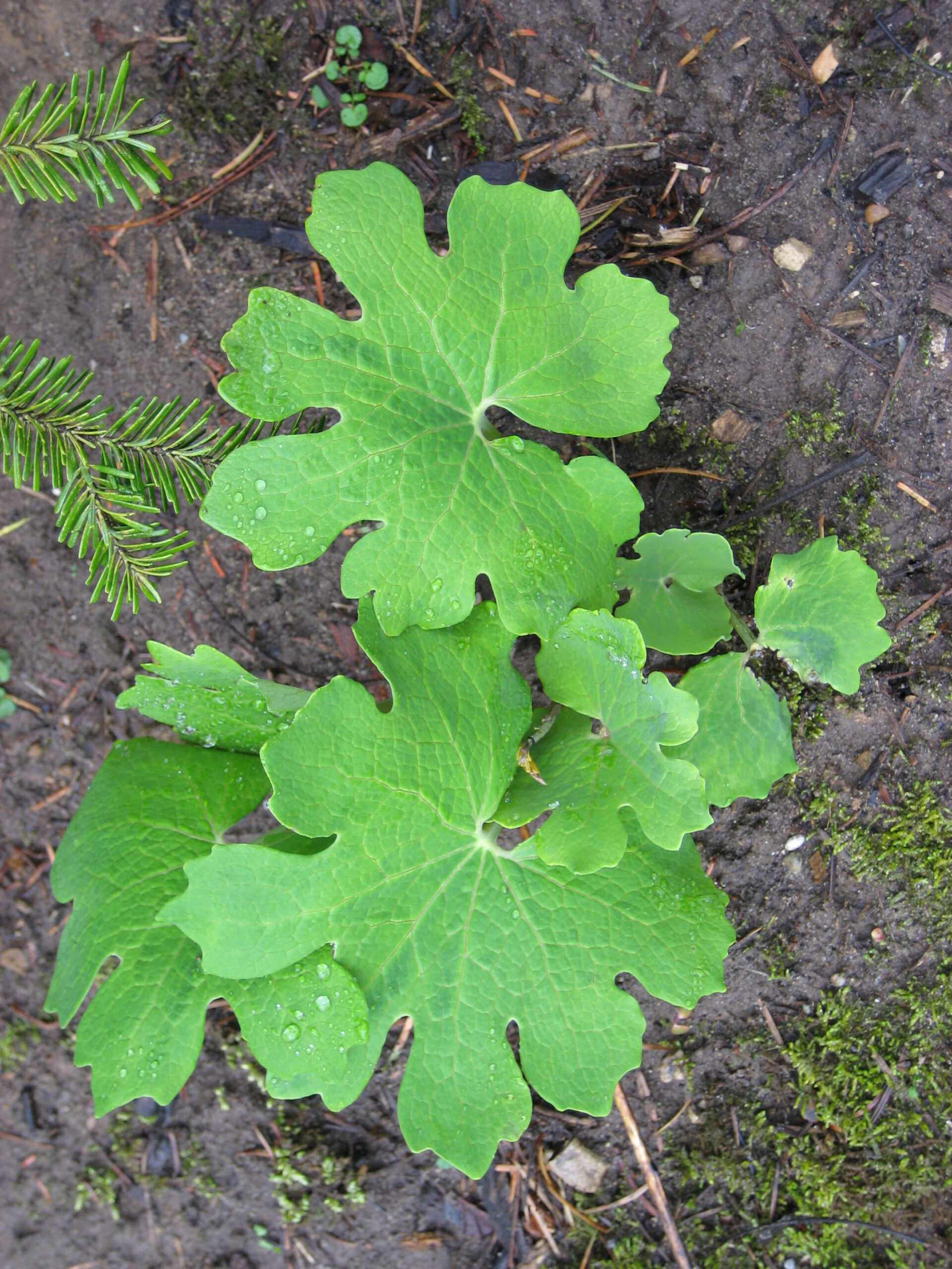 Bloodroot (Sanguinaria canadensis) - Image 3