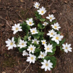 Bloodroot (Sanguinaria canadensis)