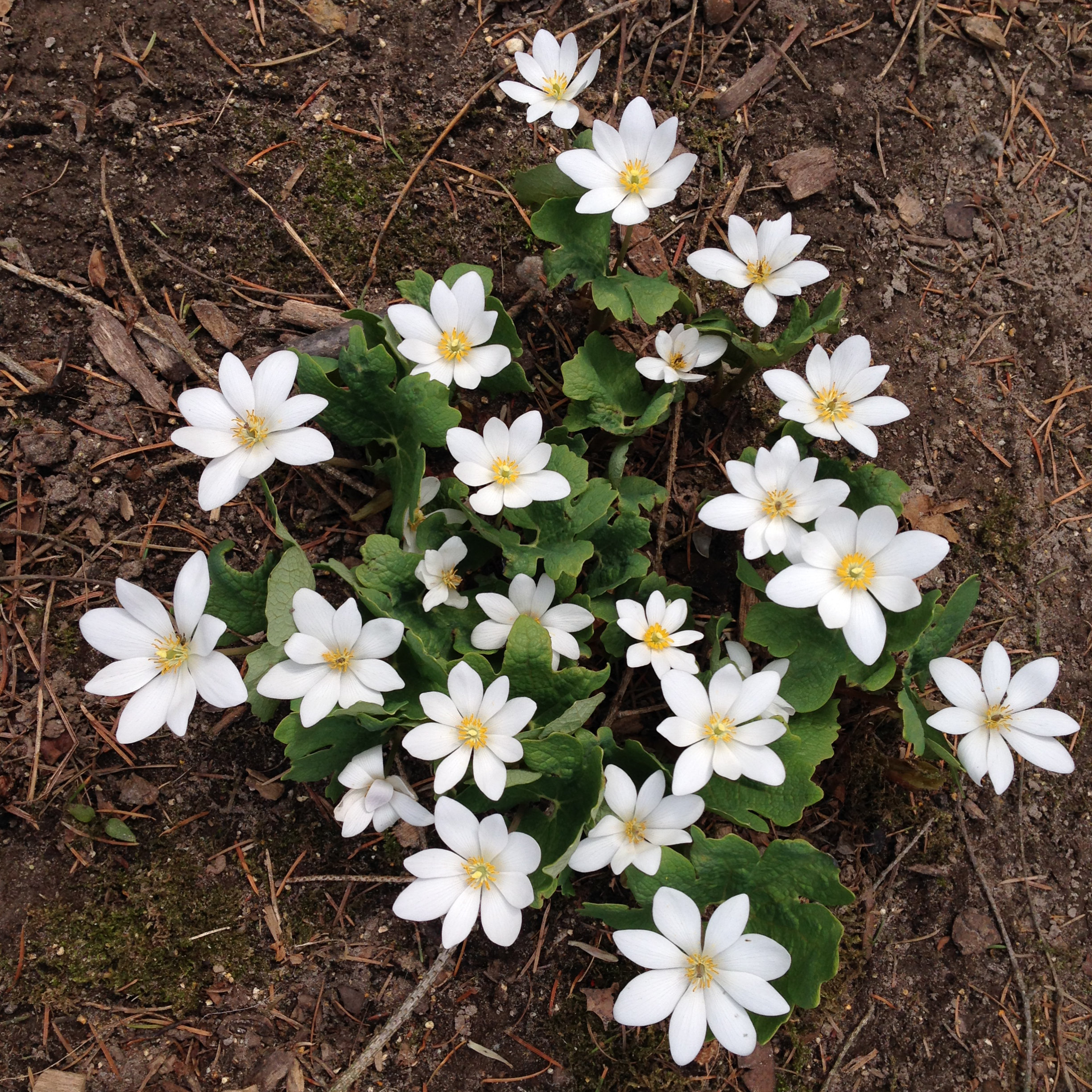 Bloodroot (Sanguinaria canadensis)