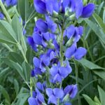 Blue Wild Indigo (Baptisia australis)