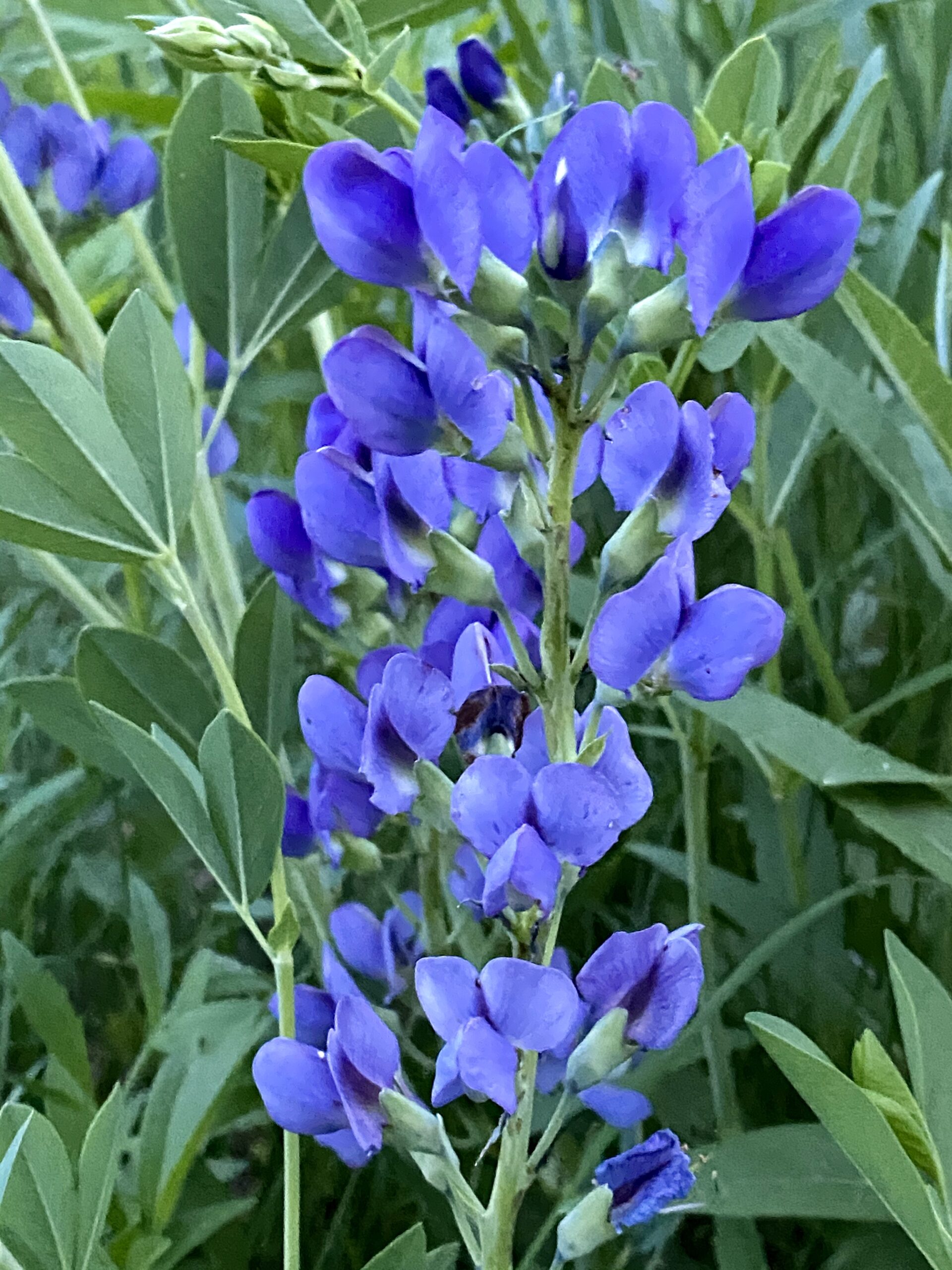 Blue Wild Indigo (Baptisia australis)