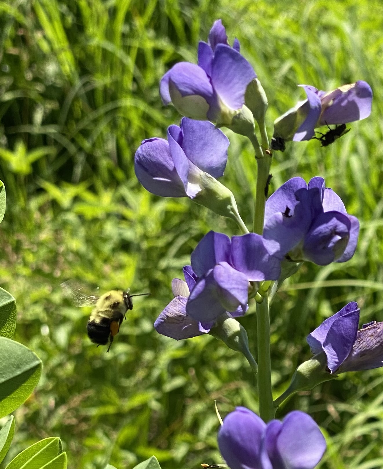 Blue Wild Indigo (Baptisia australis) - Image 3