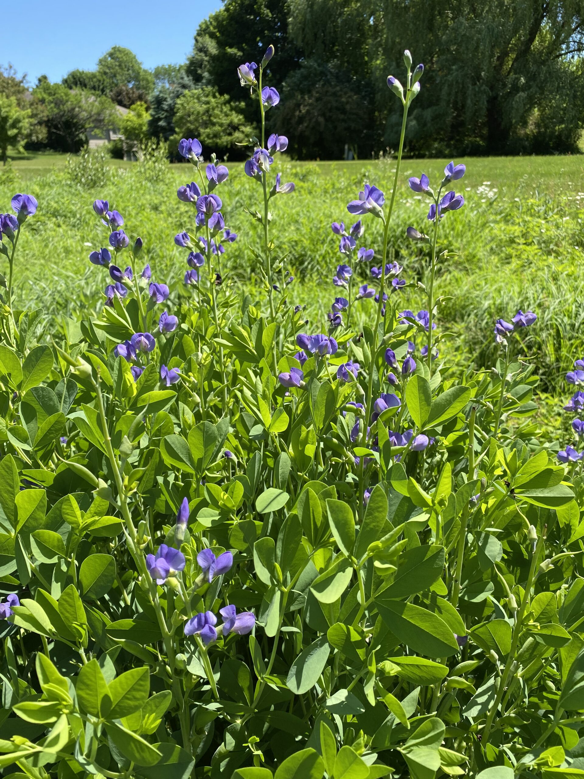 Blue Wild Indigo (Baptisia australis) - Image 2