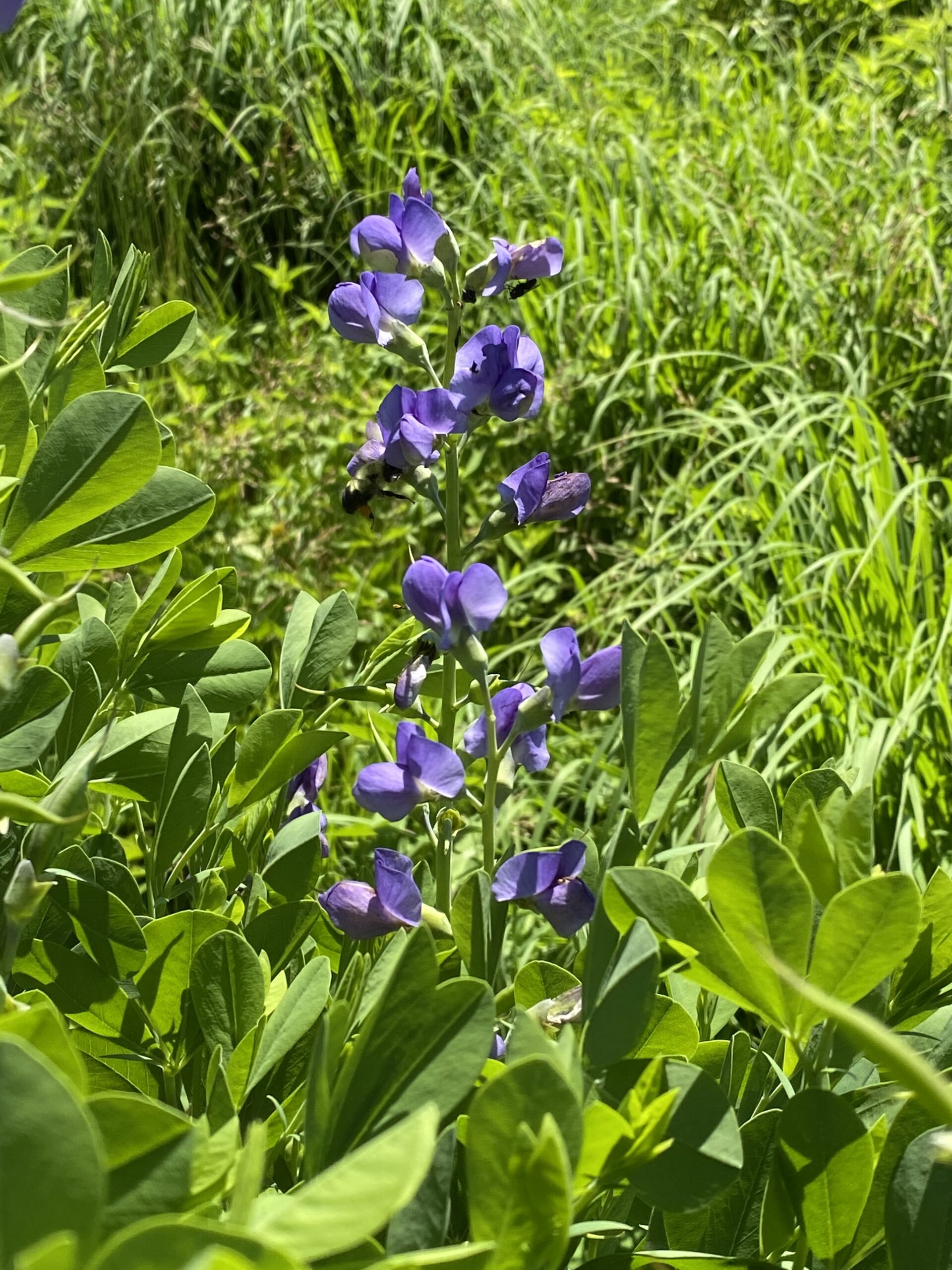 Blue Wild Indigo (Baptisia australis) - Image 4