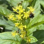 Dwarf Honeysuckle (Diervilla lonicera)