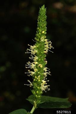 Yellow Giant Hyssop (Agastache nepetoides) - Image 3