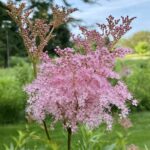 Queen of the Prairie (Filipendula rubra)