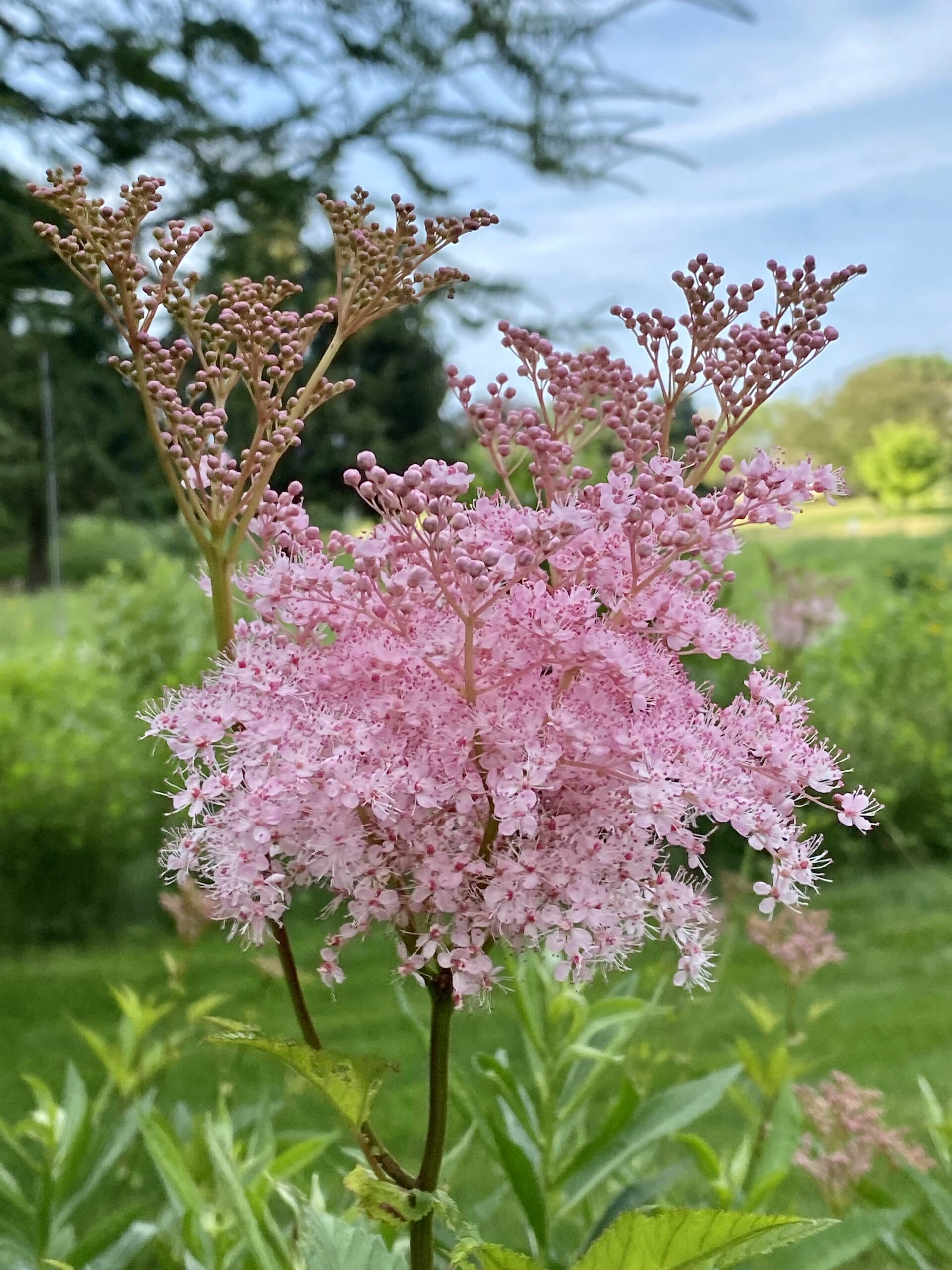Queen of the Prairie (Filipendula rubra)
