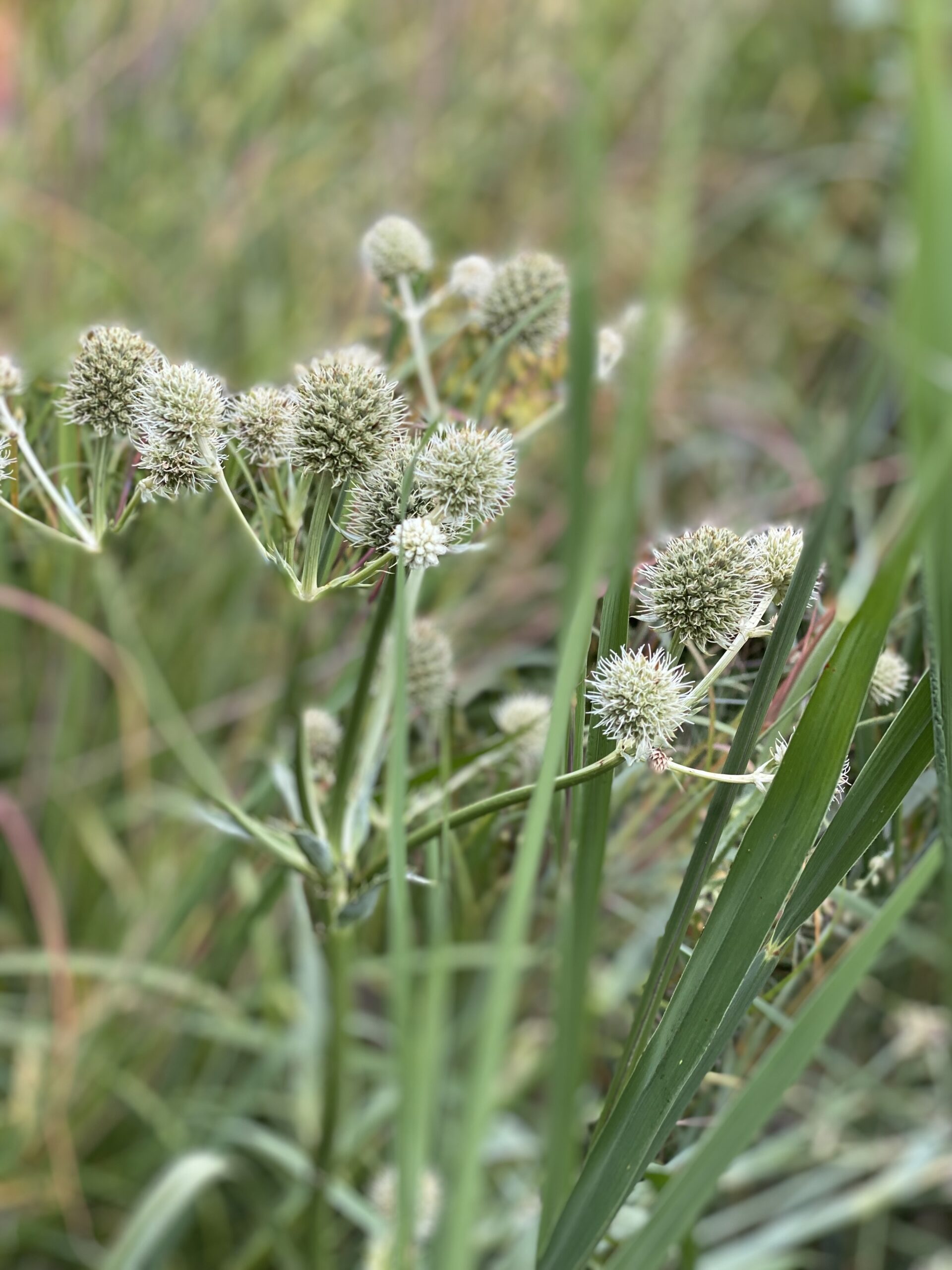 Rattlesnake Master (Eryngium yuccifolium) - Image 4