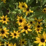 Brown-eyed Susan (Rudbeckia triloba)