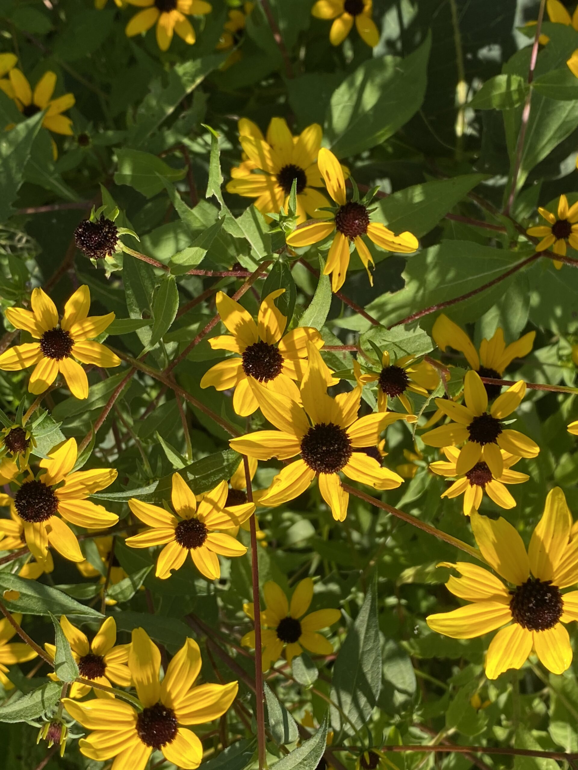Brown-eyed Susan (Rudbeckia triloba)