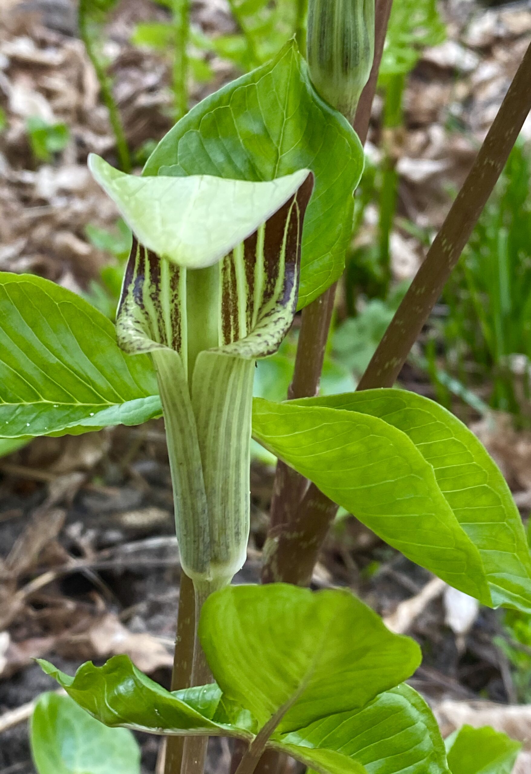 Jack-in-the-pulpit (Arisaema triphyllum) - Image 2