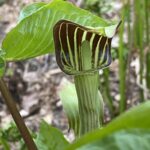 Jack-in-the-pulpit (Arisaema triphyllum)