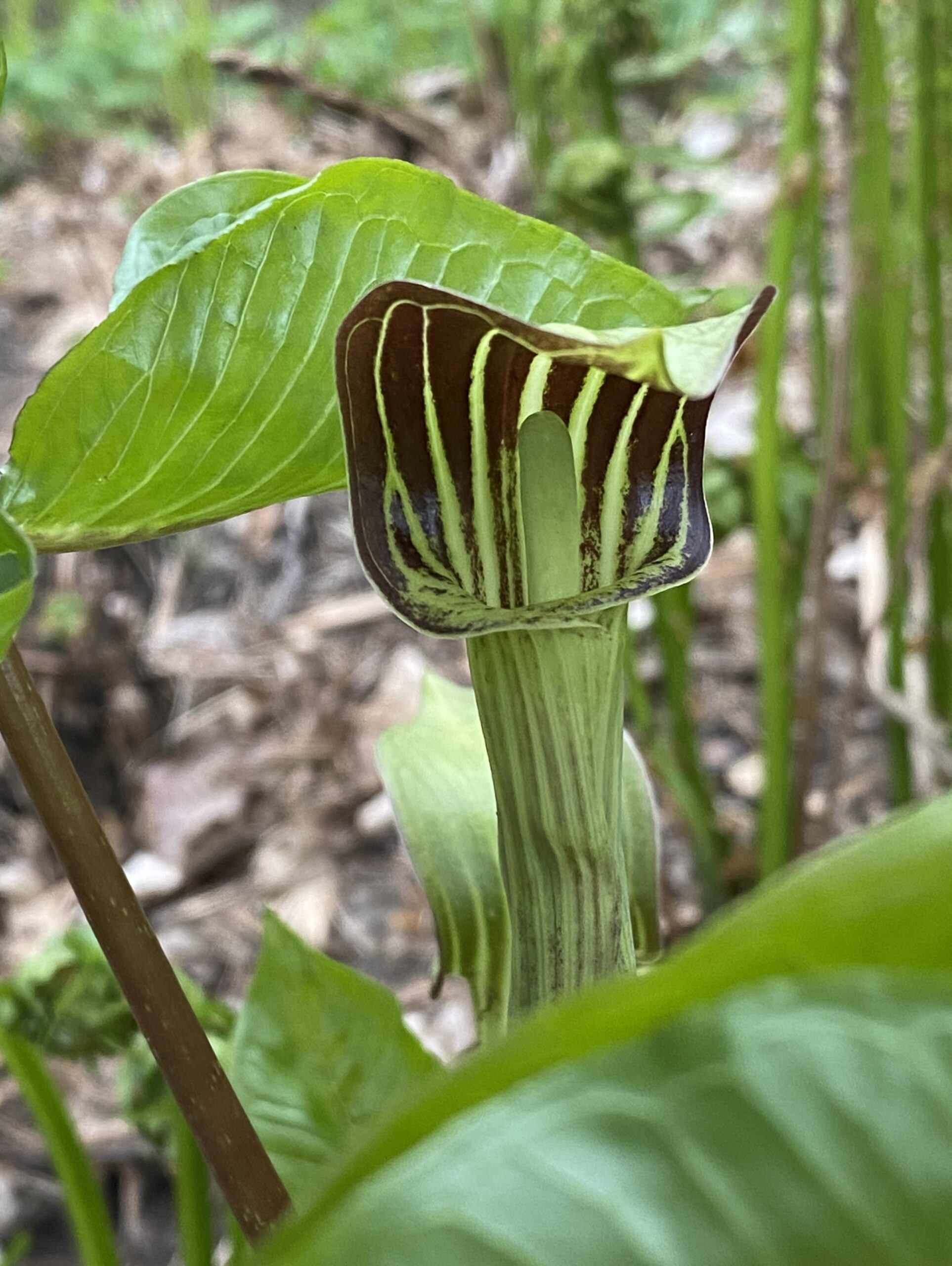 Jack-in-the-pulpit (Arisaema triphyllum)