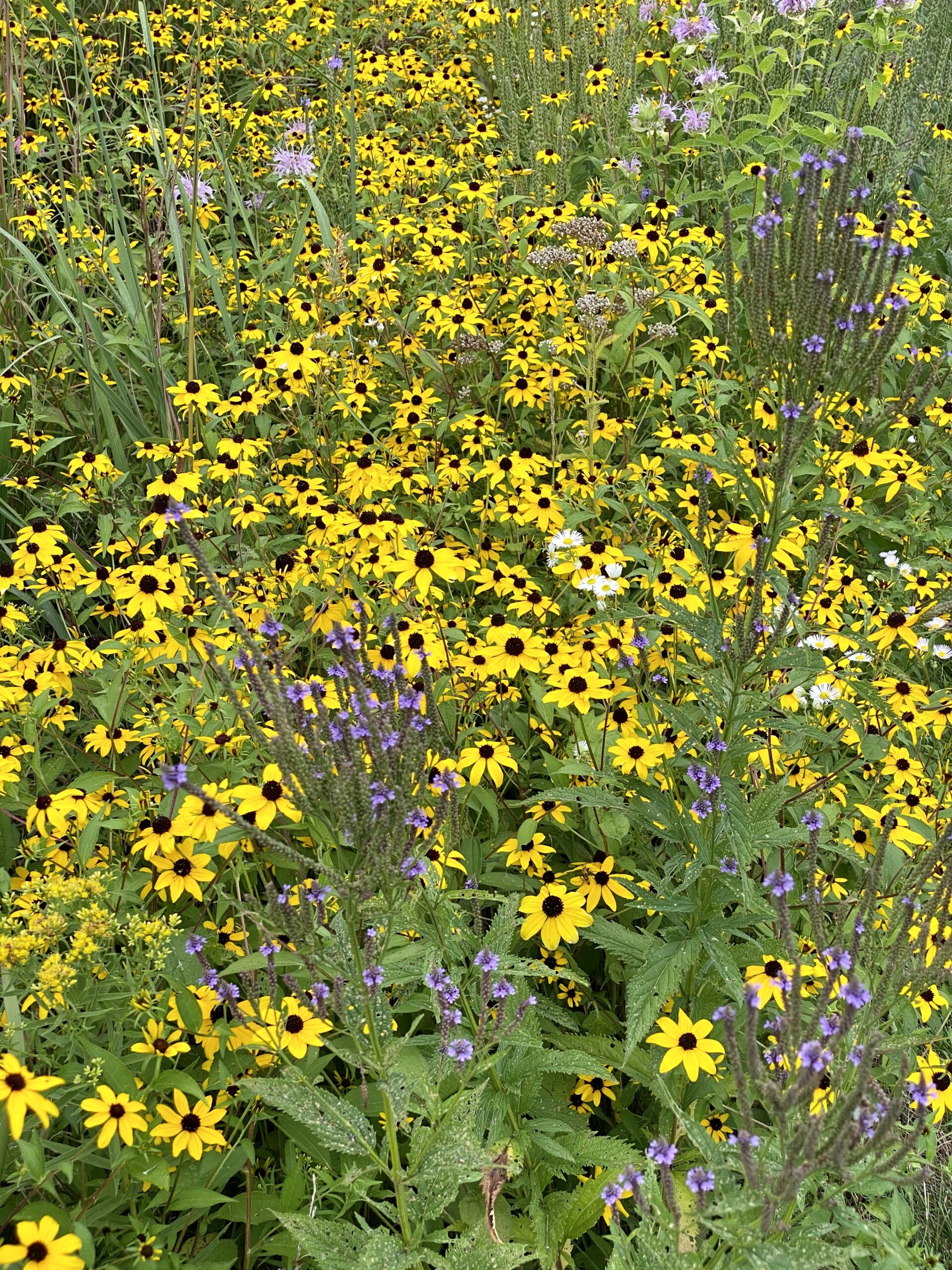 Brown-eyed Susan (Rudbeckia triloba) - Image 3