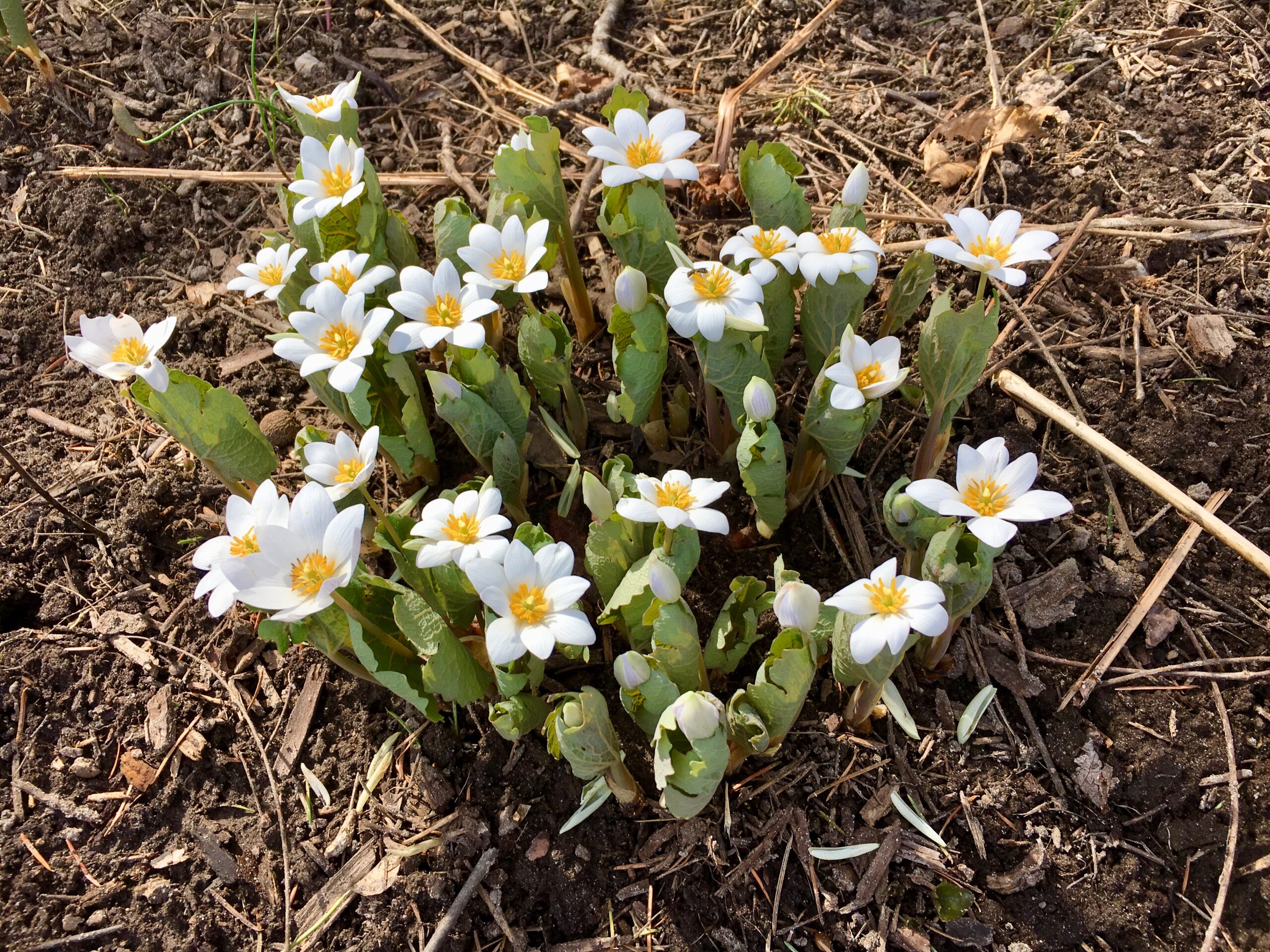 Bloodroot (Sanguinaria canadensis) - Image 4
