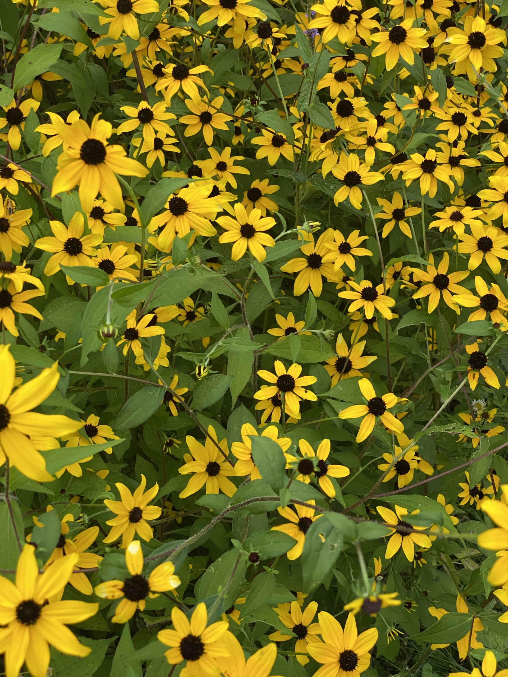 Brown-eyed Susan (Rudbeckia triloba) - Image 2