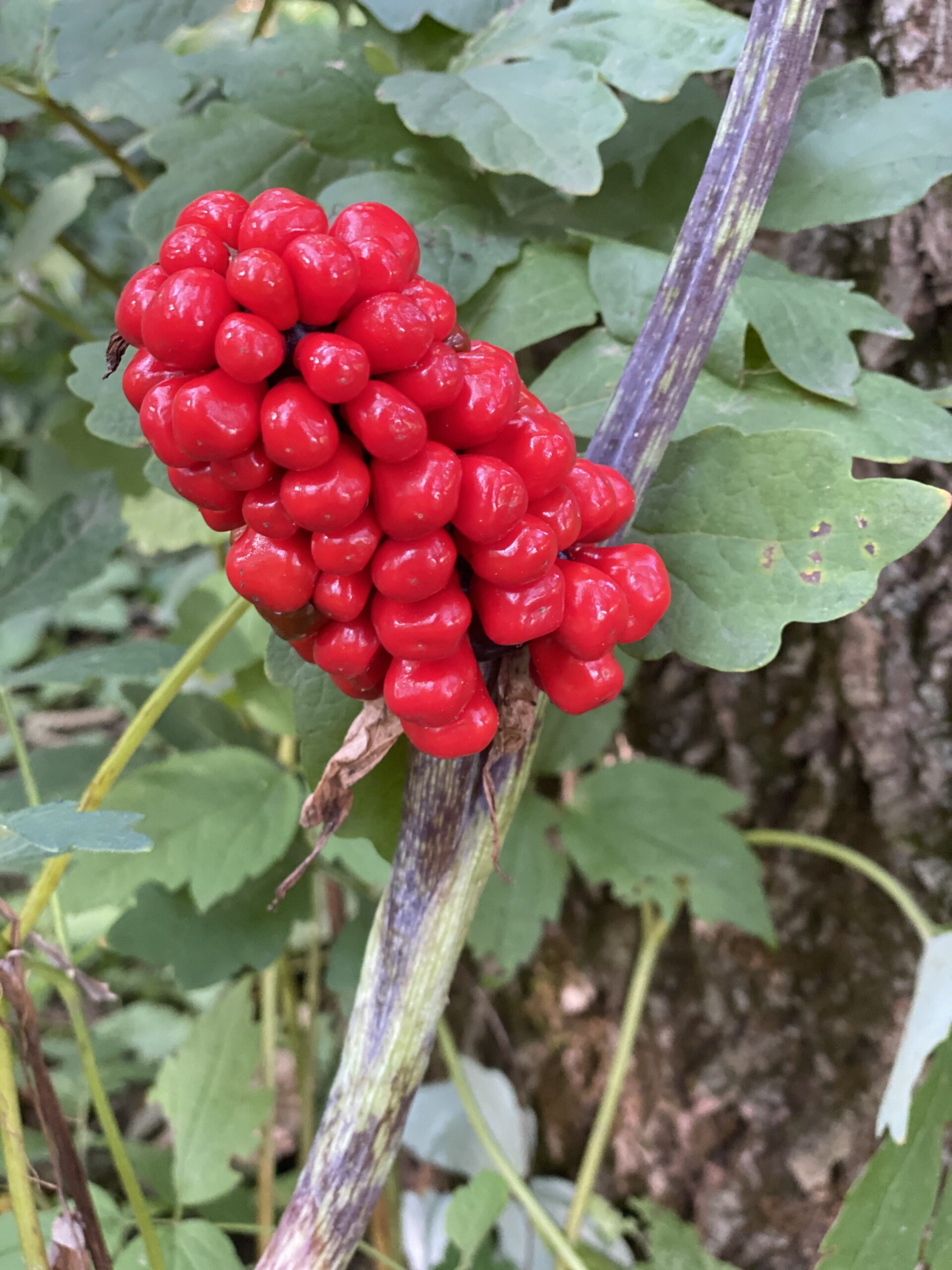 Jack-in-the-pulpit (Arisaema triphyllum) - Image 4
