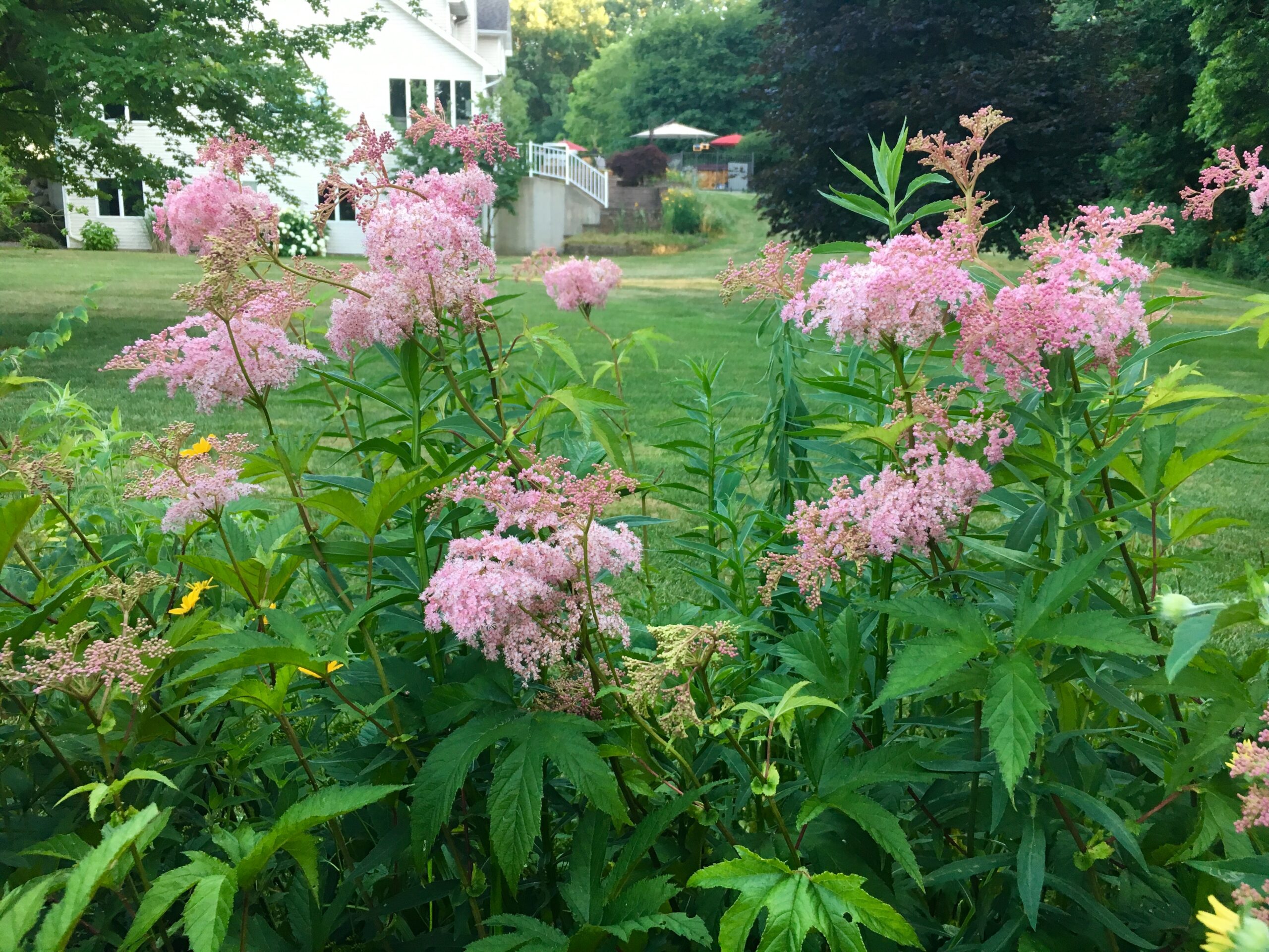 Queen of the Prairie (Filipendula rubra) - Image 4