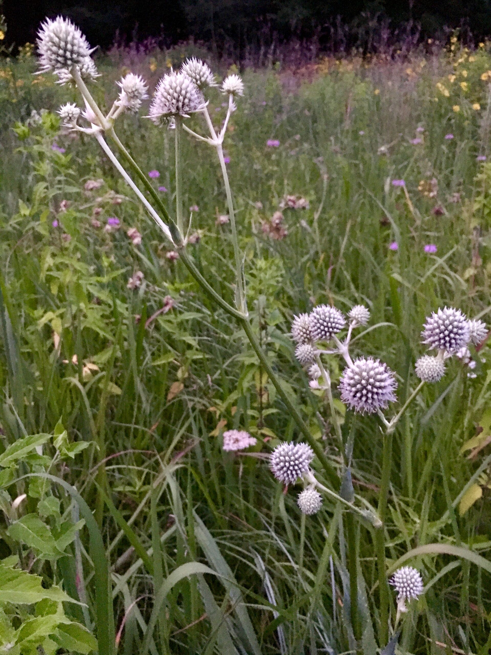 Rattlesnake Master (Eryngium yuccifolium) - Image 3