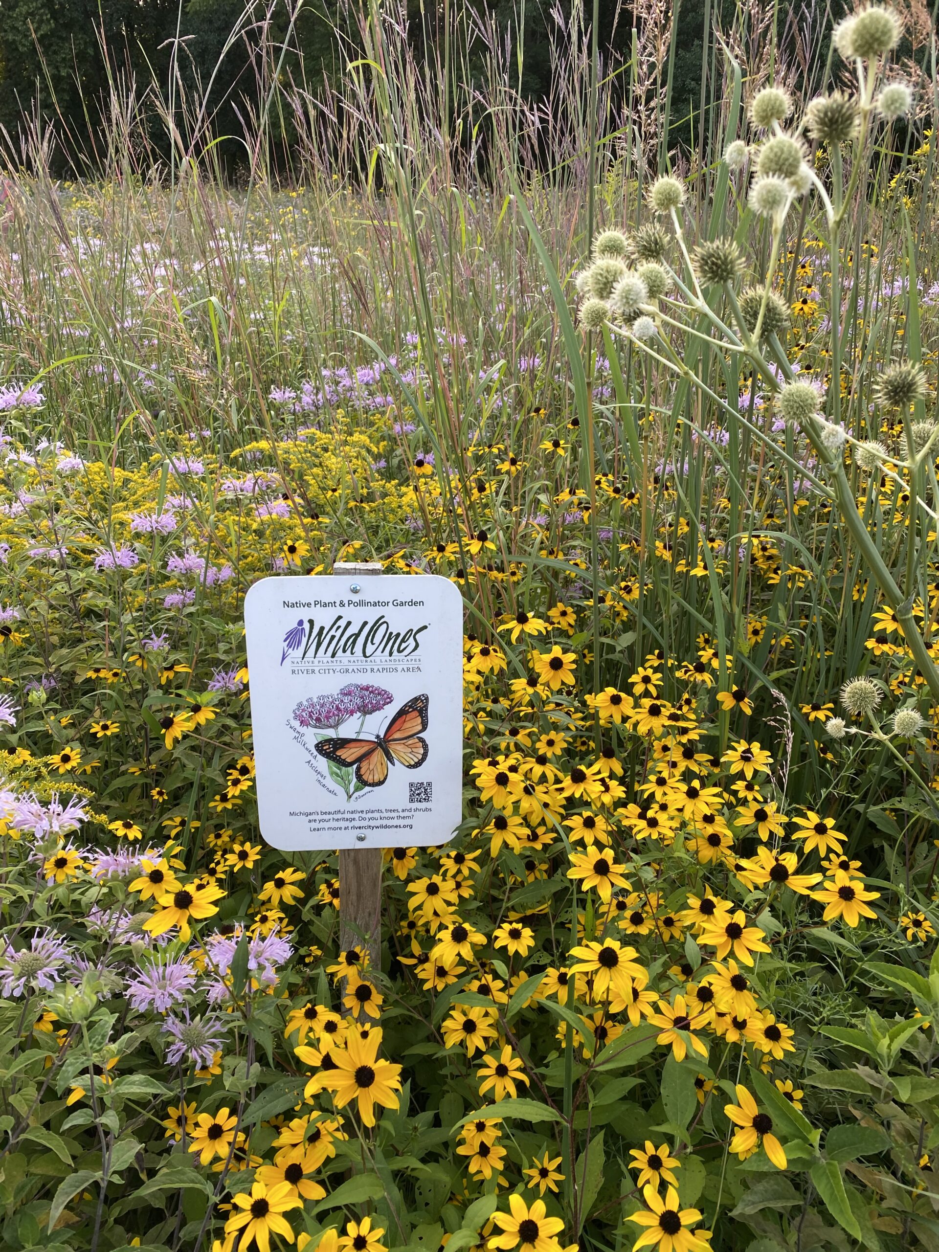 Brown-eyed Susan (Rudbeckia triloba) - Image 4