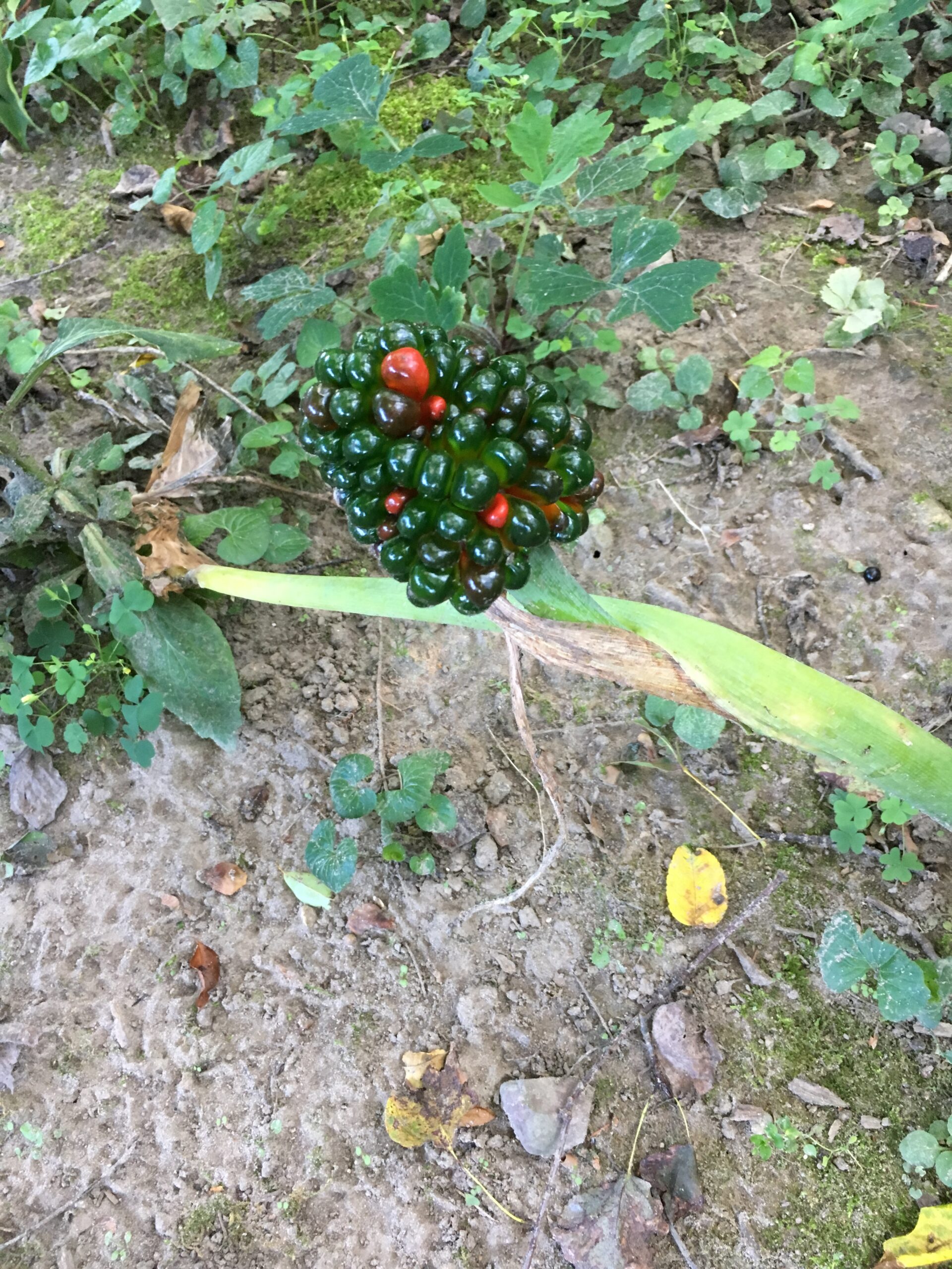 Jack-in-the-pulpit (Arisaema triphyllum) - Image 3