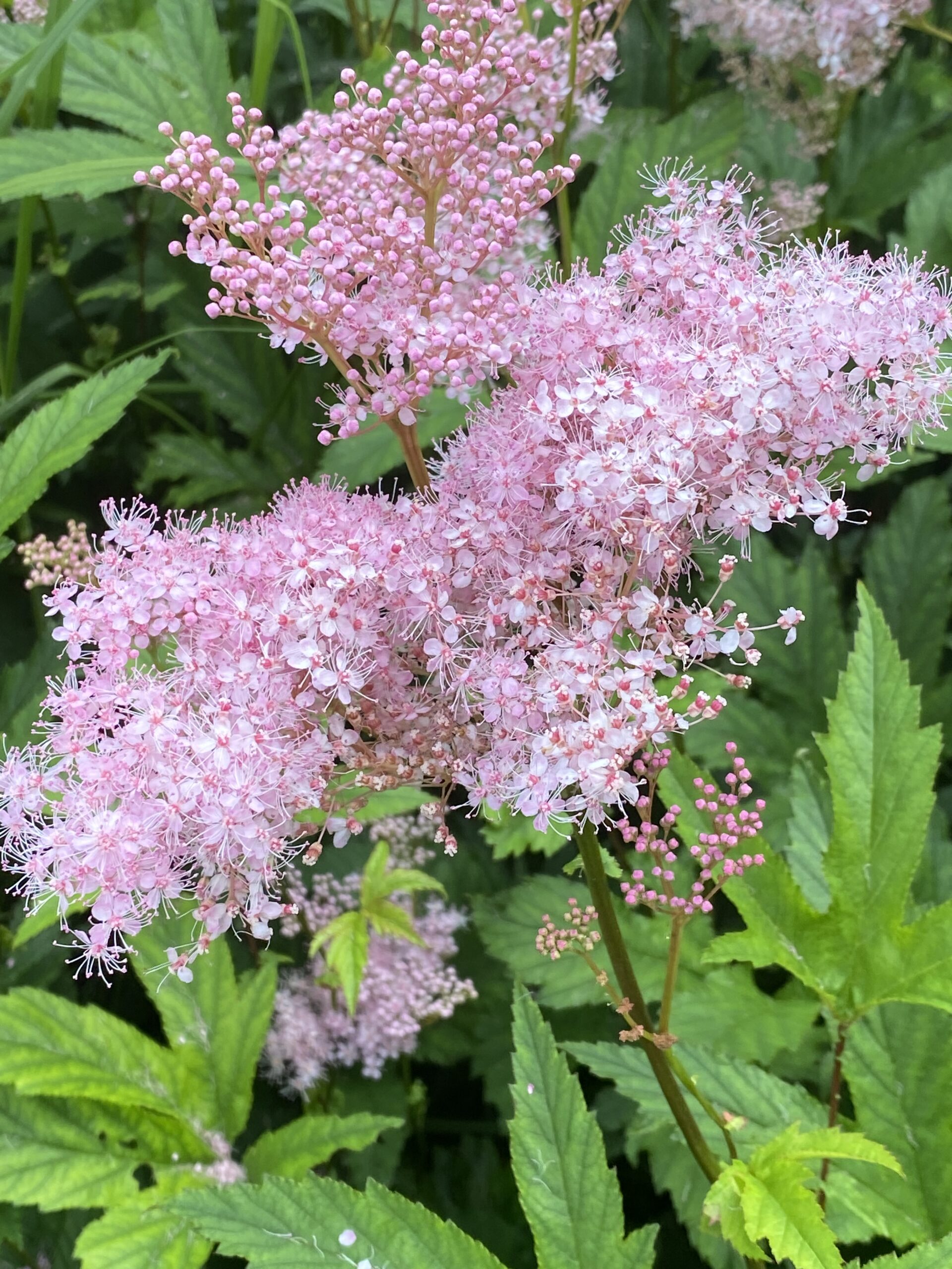 Queen of the Prairie (Filipendula rubra) - Image 3