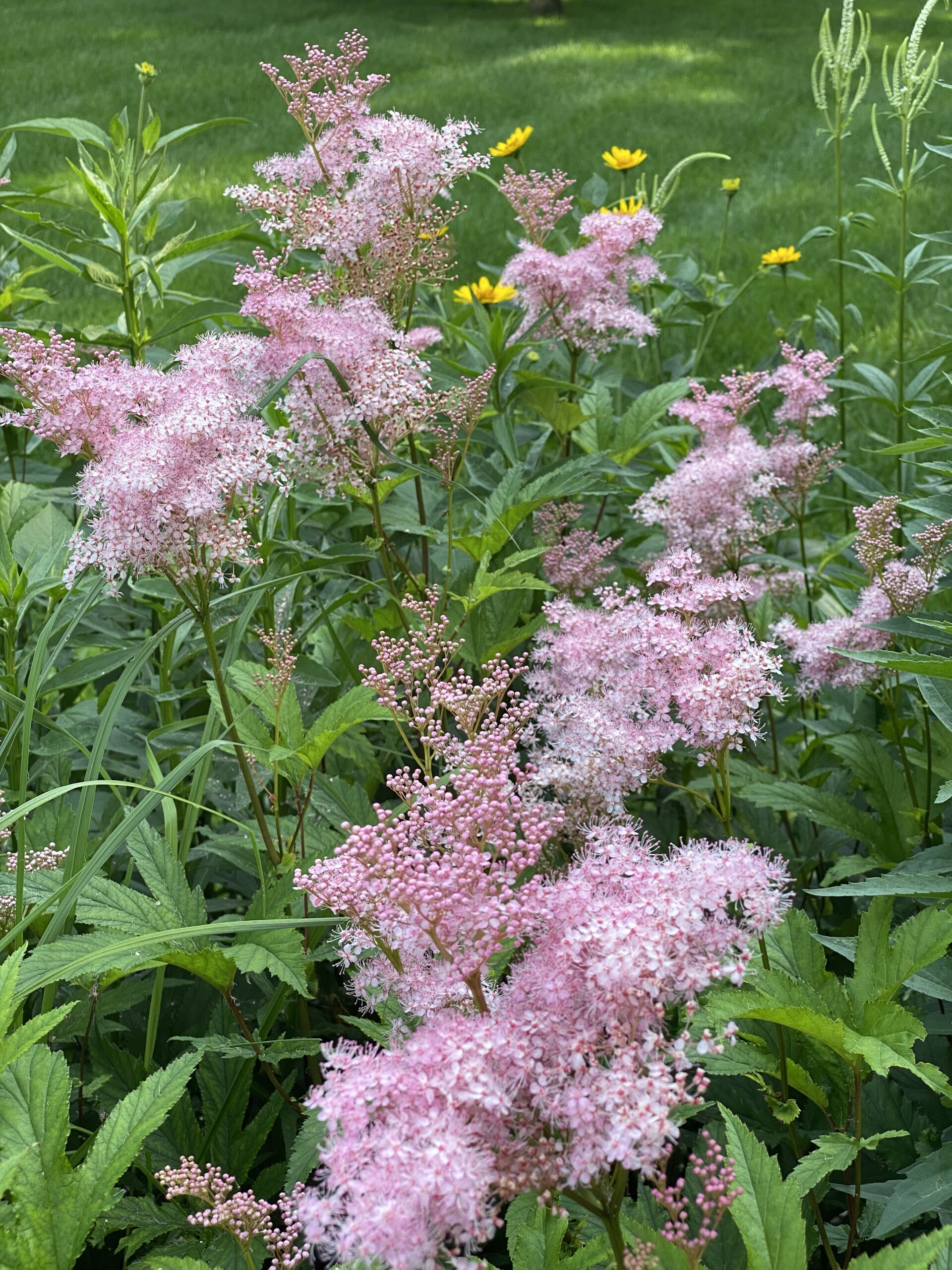 Queen of the Prairie (Filipendula rubra) - Image 2
