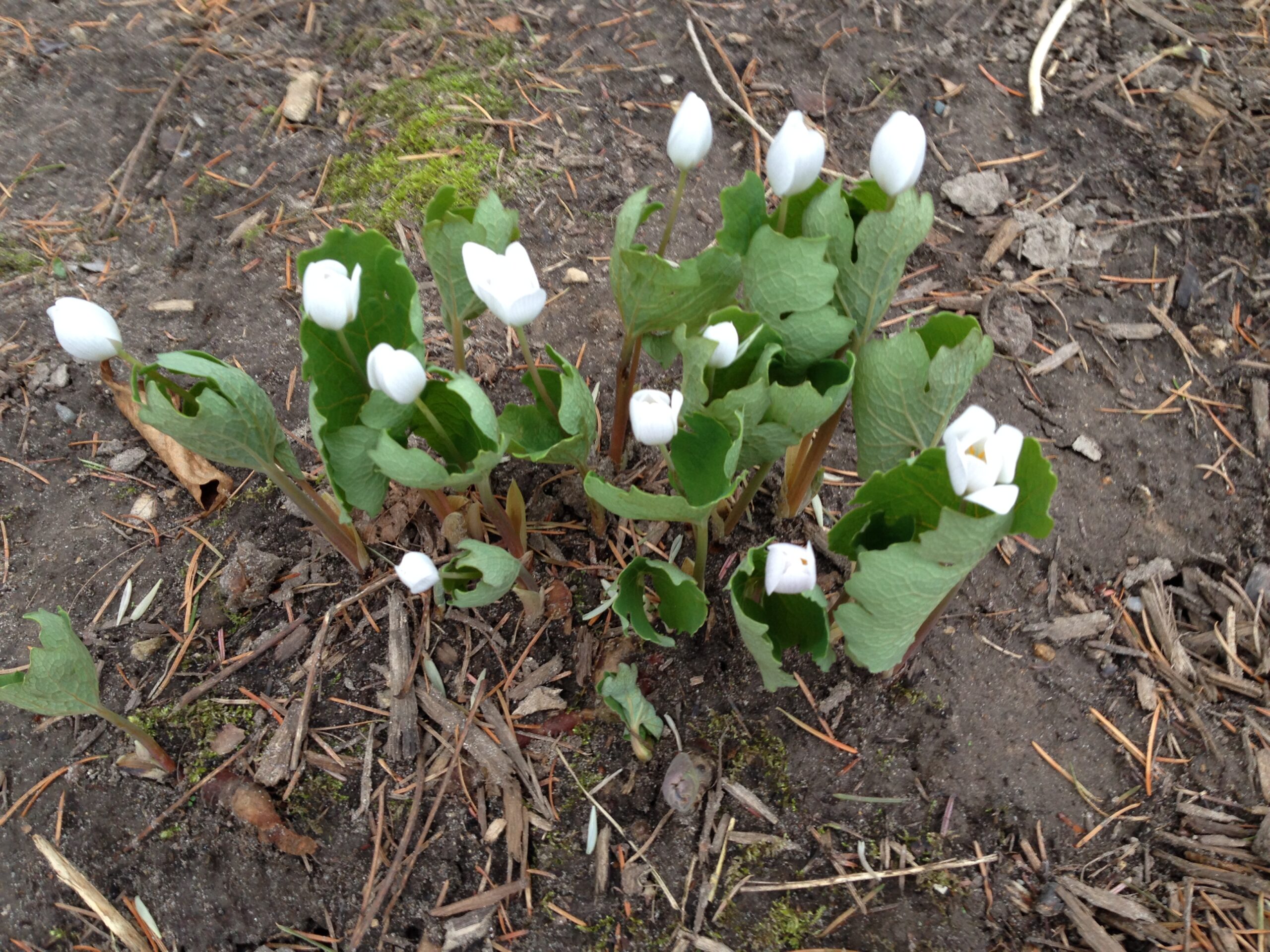 Bloodroot (Sanguinaria canadensis) - Image 2