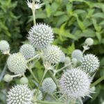 Rattlesnake Master (Eryngium yuccifolium)