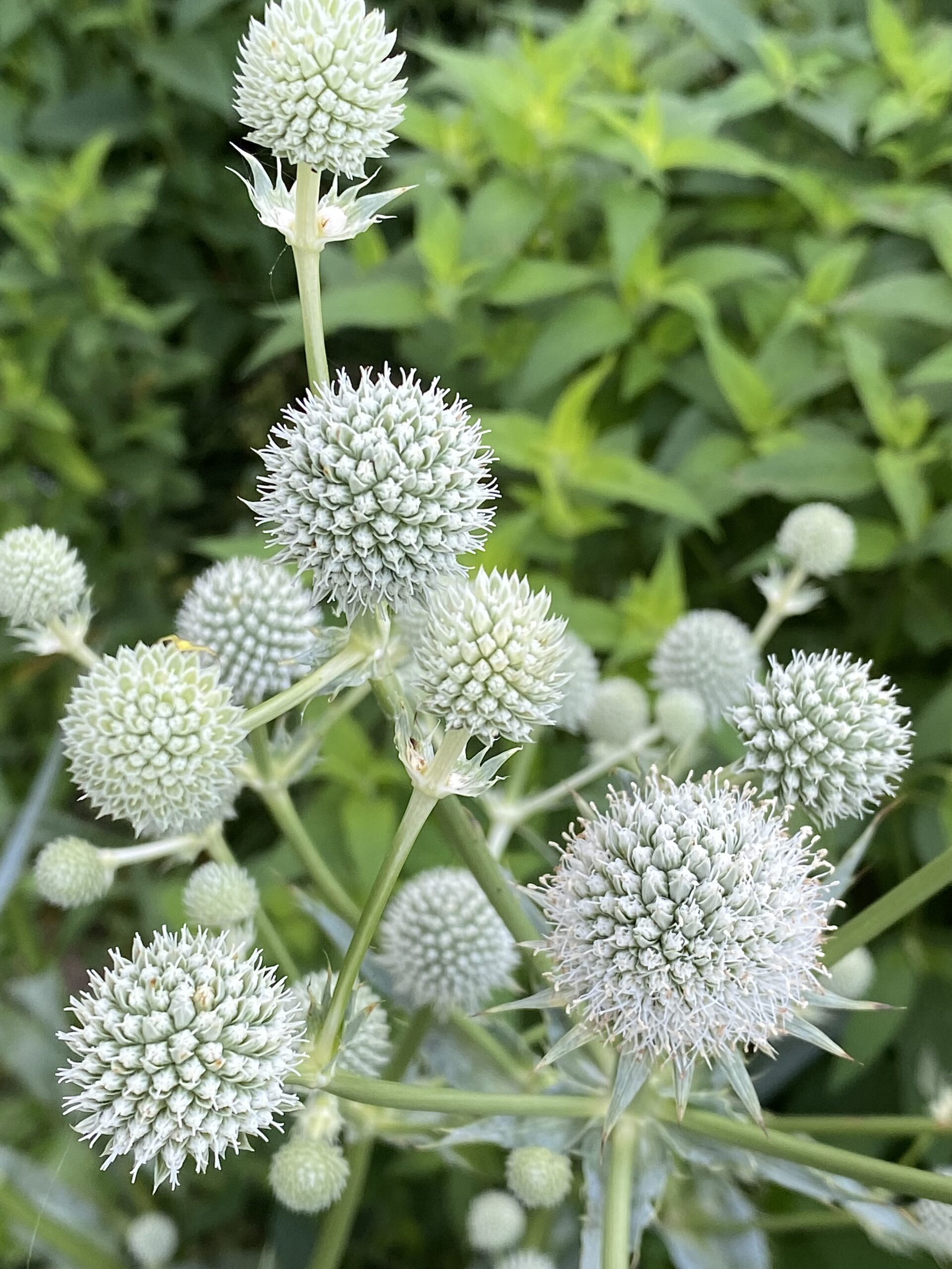 Rattlesnake Master (Eryngium yuccifolium)
