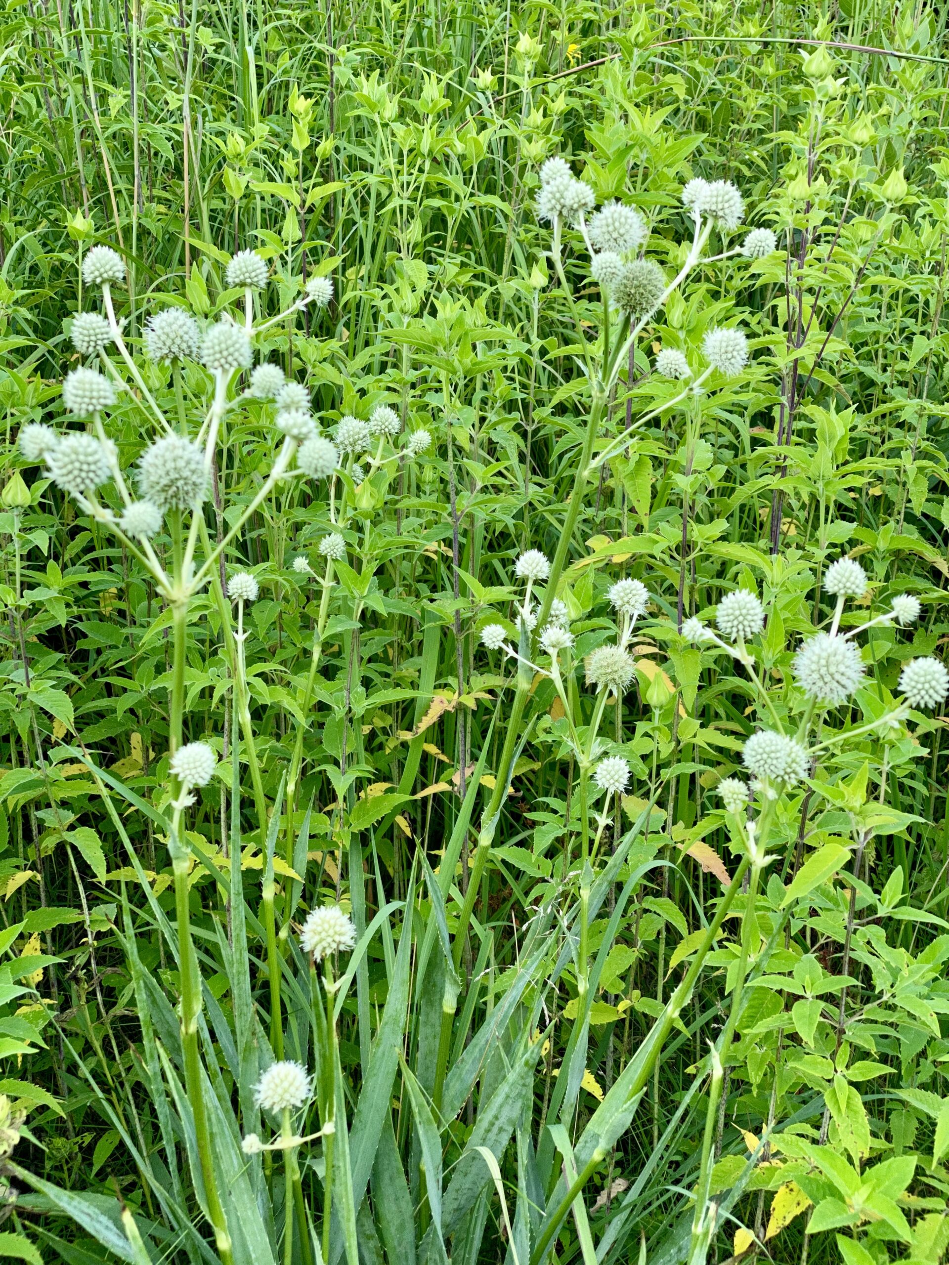 Rattlesnake Master (Eryngium yuccifolium) - Image 2