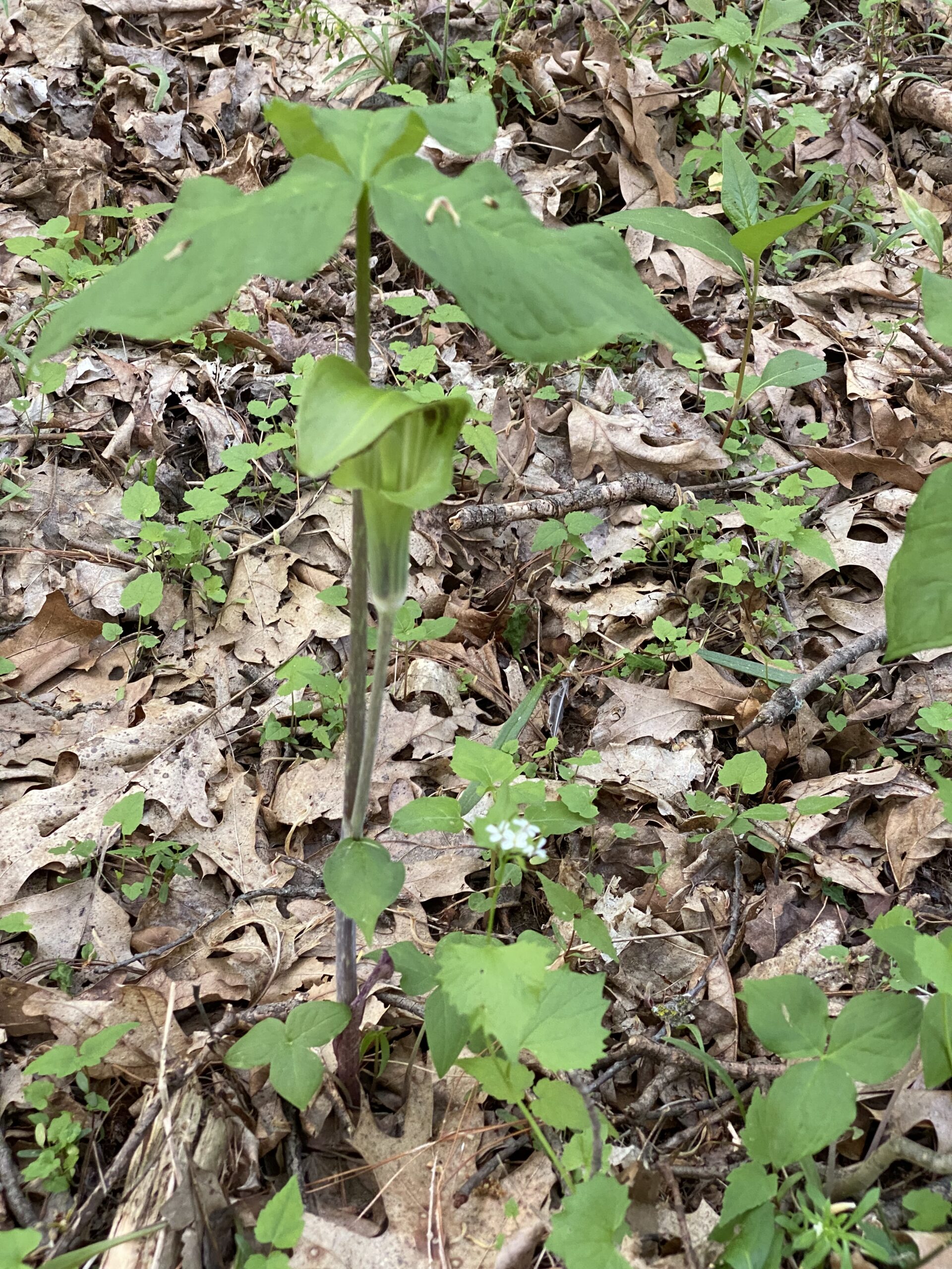 Jack-in-the-pulpit (Arisaema triphyllum) - Image 5