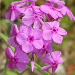 Prairie Phlox (Phlox pilosa)